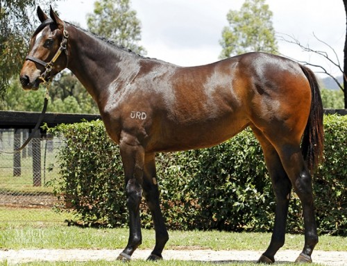 Lot 653 – Commands x Sugar Bay – Brown Filly