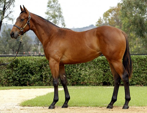 Lot 767 – Magic Albert x Eyes For You – Bay Filly