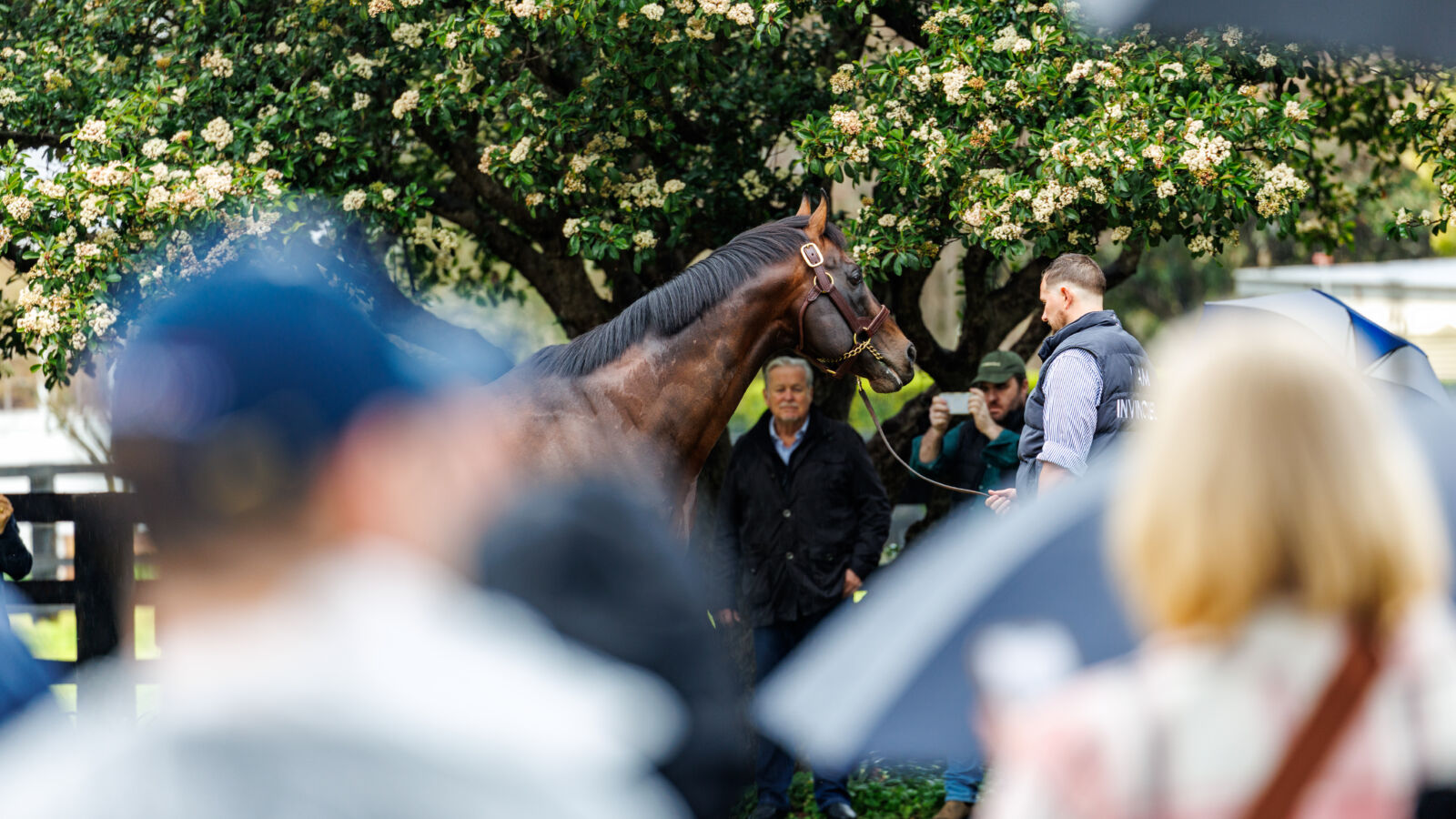 Invincible Blueblood Mare Wins $2m The Kosciuszko