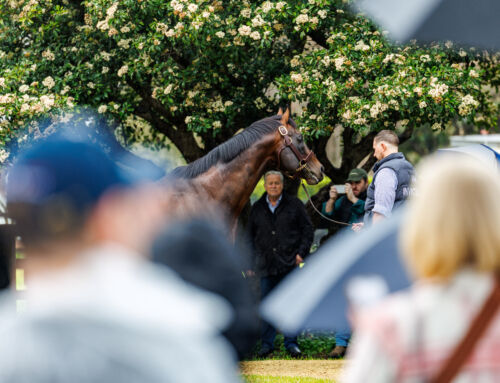 Invincible Blueblood Mare Wins $2m The Kosciuszko