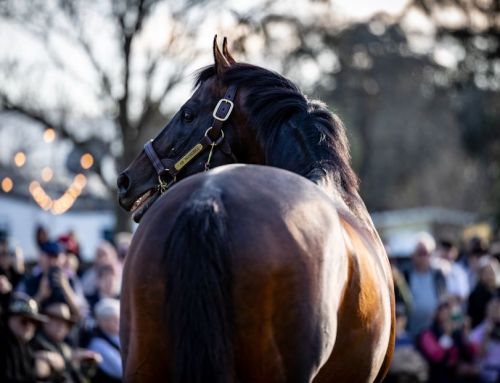 Breednet’s One to Watch – Banjora