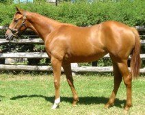 Black Type for Greenmount Belle