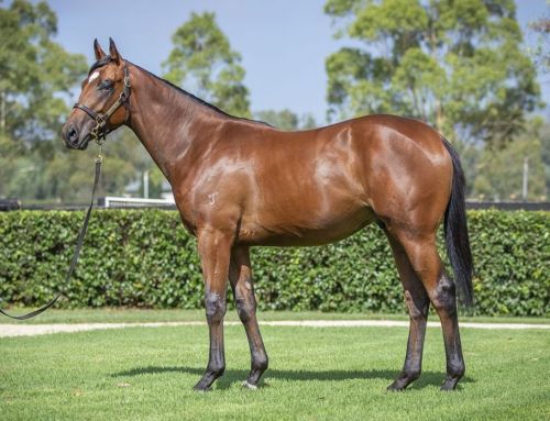 Lot 567: I Am Invincible x Lope De Vega colt