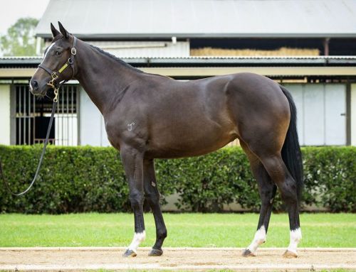 Lot 568: Brutal (NZ) x Lorna May filly