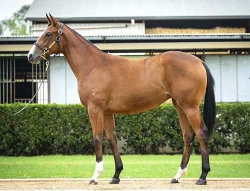 Lot 636: Hellbent x Never Doubt Me filly
