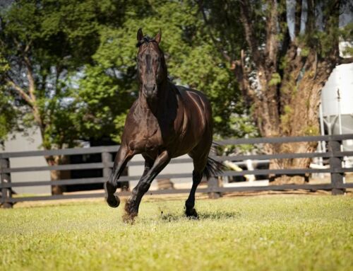 Valuable Stakes win for Invincible mare