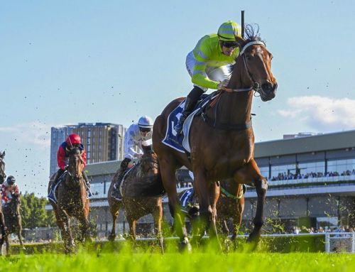 New star for Hellbent: Savvy Hallie wins G2 Silver Shadow