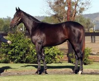 Deserved Stakes Victory for Viking Hero