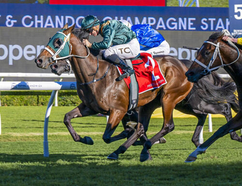 Yarraman Graduate Wins G1 Champagne Stakes- Fireball Ignites!