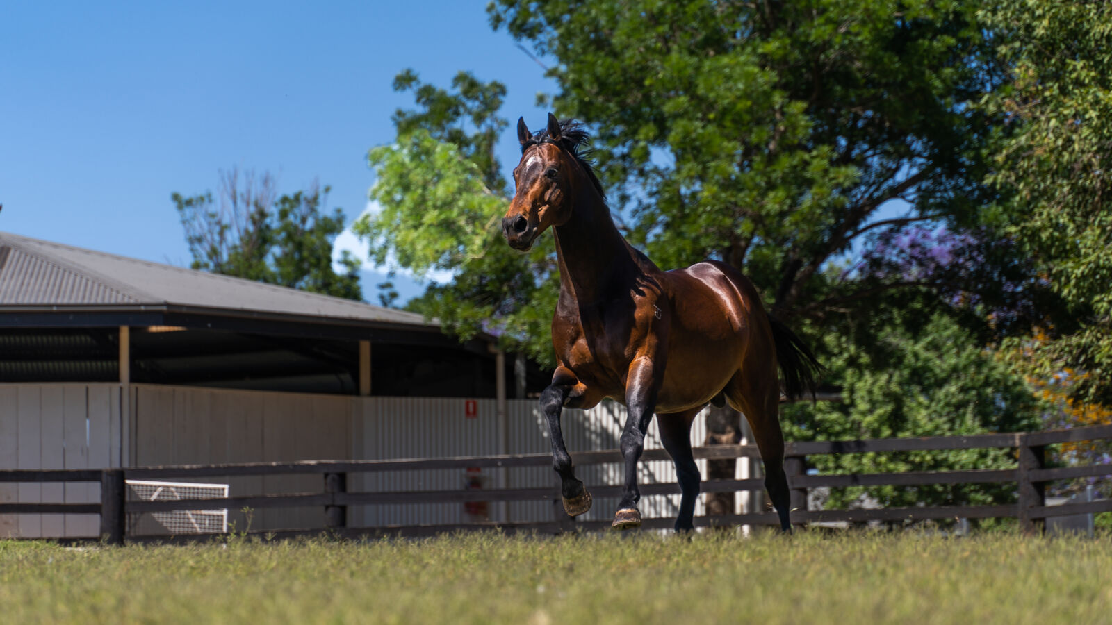 Fully Lit Wins G3 Cameron – G1 Epsom Next