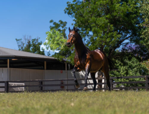 Fully Lit Wins G3 Cameron – G1 Epsom Next