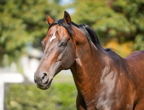 Debut Juvenile Winner for Brave Smash 