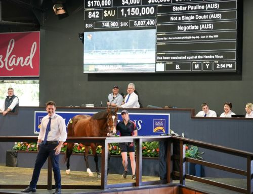 Yarraman Park sell Stellar Pauline for $1.15 million