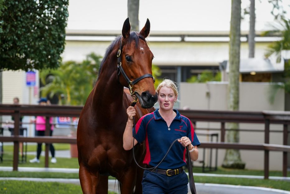 25YP-Magic Millions Broodmare-Written In Code