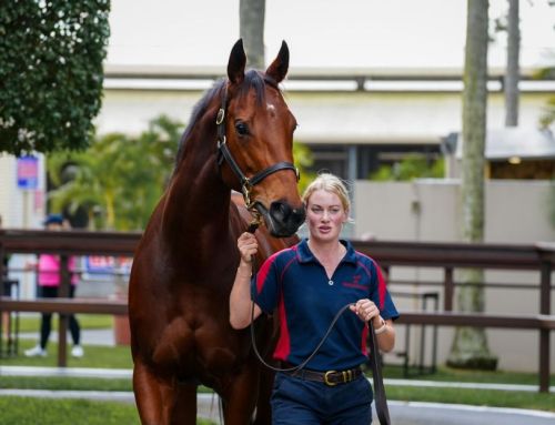 $1.2 million Vinnie mare, Written in Code bought for Too Darn Hot
