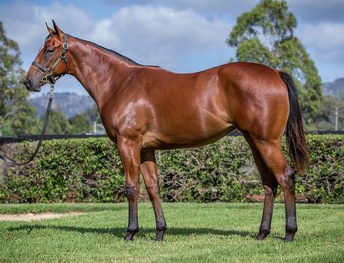 Lot 313 – Not a Single Doubt x Radiant Angel – Filly