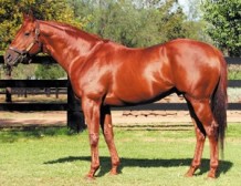 Derby Contender for Magic Albert