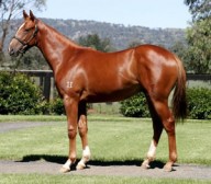Real Supreme Salutes at Sha Tin