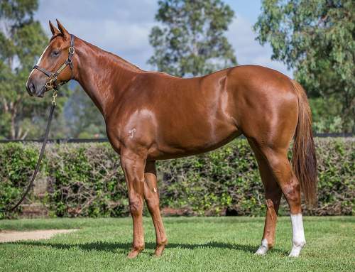 Lot 508 – Dawn Approach (IRE) x Alisa Free – Filly