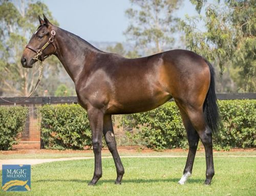 Yarraman Park Bred and Sold Stakes-Winner
