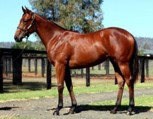 Al’s Magic Miss By a Nose