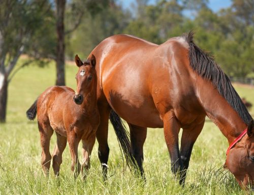 Stakes goals ahead for Yarraman Park grad Kuroyanagi