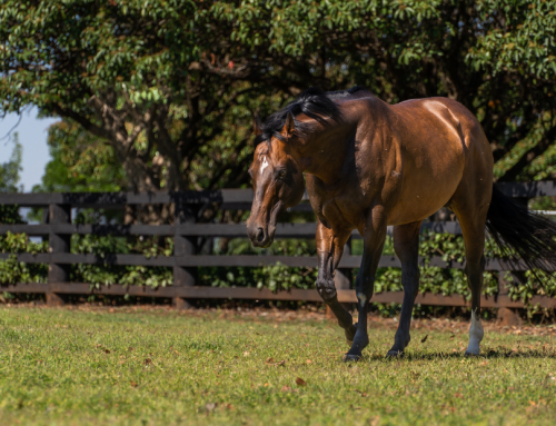 Brave Smash Sha Tin Winner on Hong Kong International Day