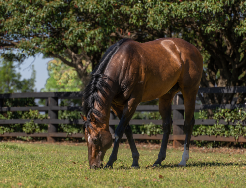 Brave Smash produces a winning double in Hong Kong