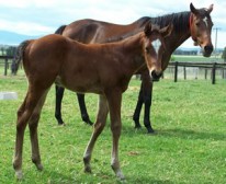 Beautiful Baby for Oceanfast