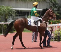 Craig’s Dragon Stars at Sha Tin