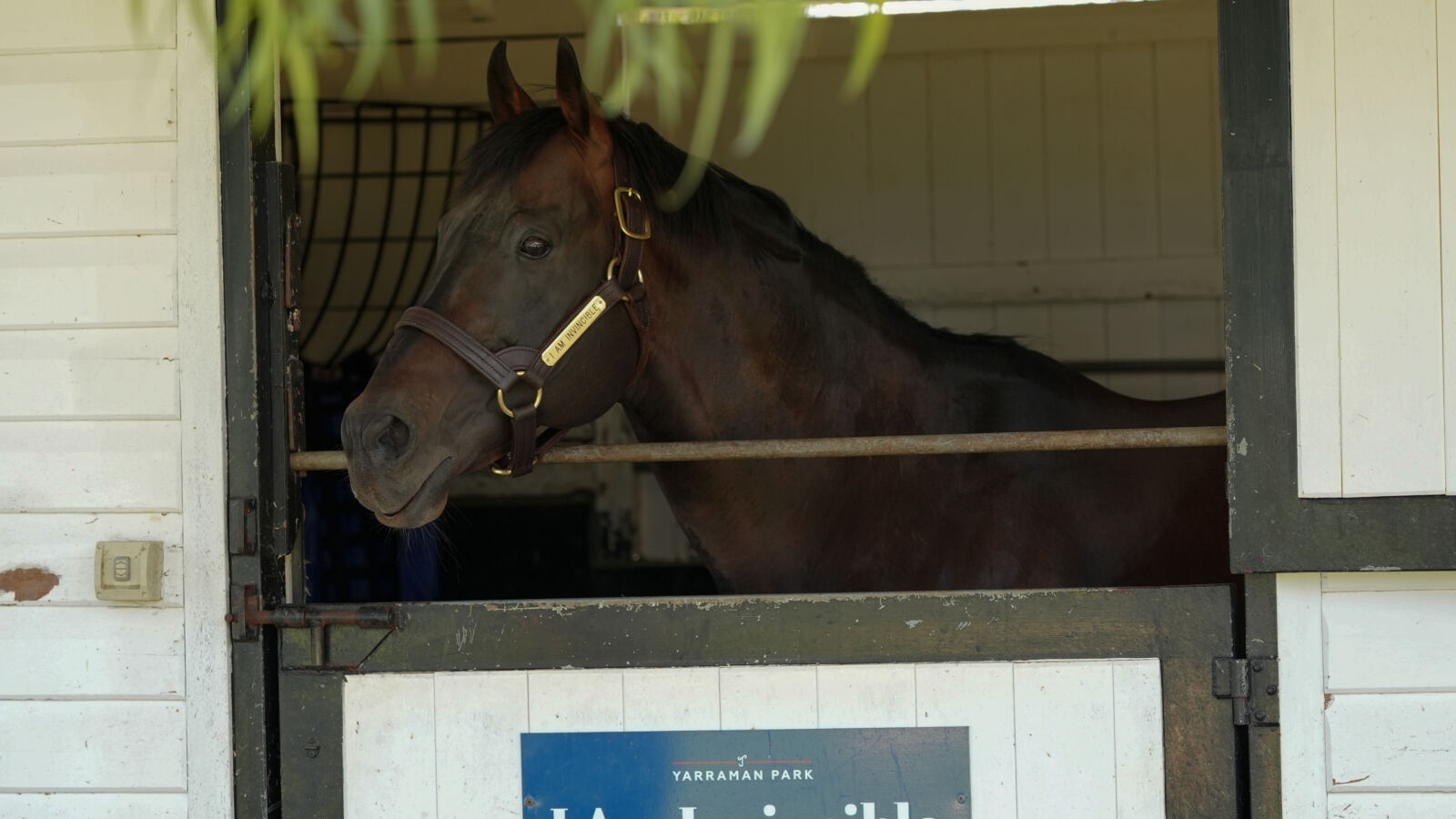 Invincible yearlings in hot demand at Inglis Easter Day 1
