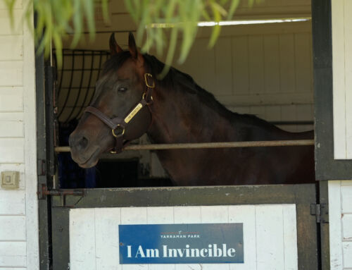 Invincible yearlings in hot demand at Inglis Easter Day 1