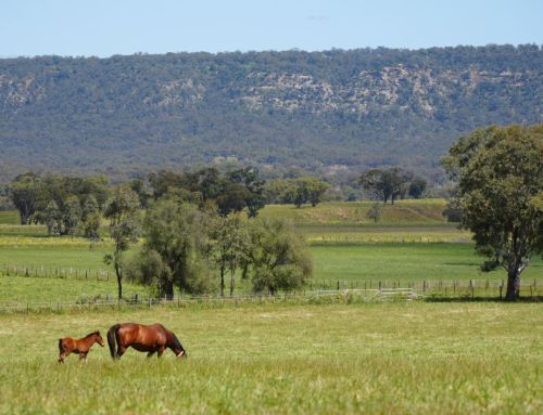 Yarraman delighted with Konasana’s G2 Westbury Stud Classic Victory