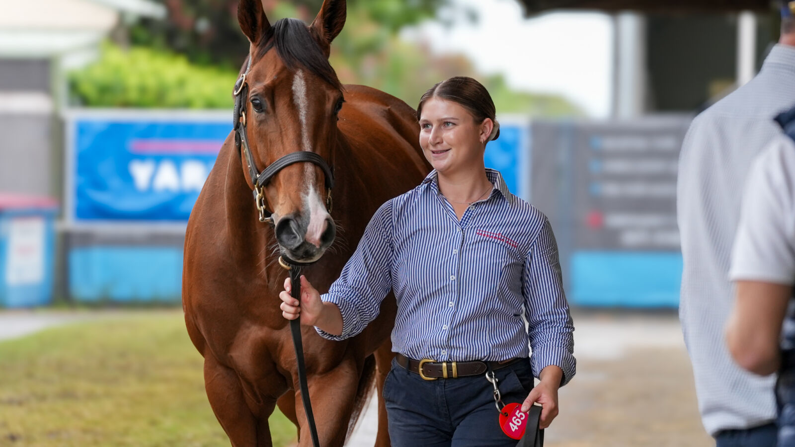 Yarraman Park Sell Mares for $7.6million