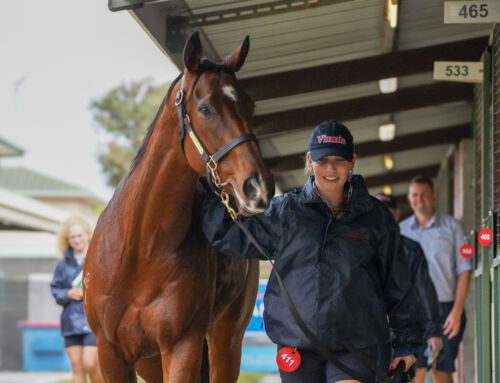 Yarraman Park Sell Mares for $1.6m and $1.5m
