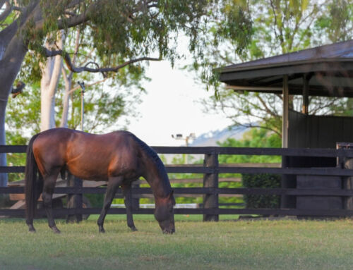 Promising Debut 2YO I Am Invincible Winner
