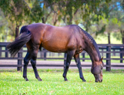 Impressive return for Invincible filly