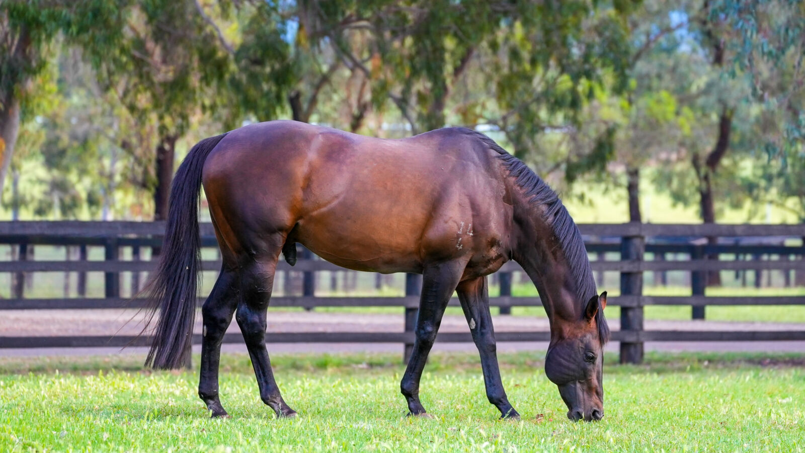 Blueblood I Am Invincible Filly Wins G3 Proud Miss