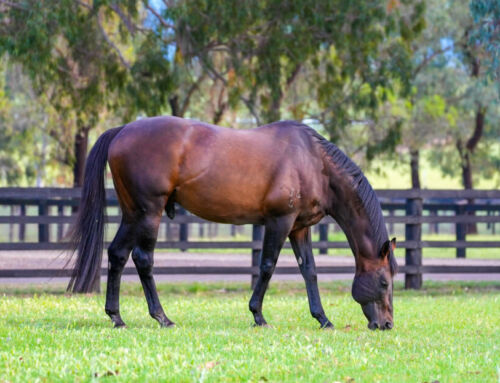 Blueblood I Am Invincible Filly Wins G3 Proud Miss