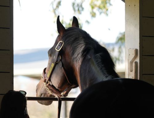 Invincible colt wins on debut