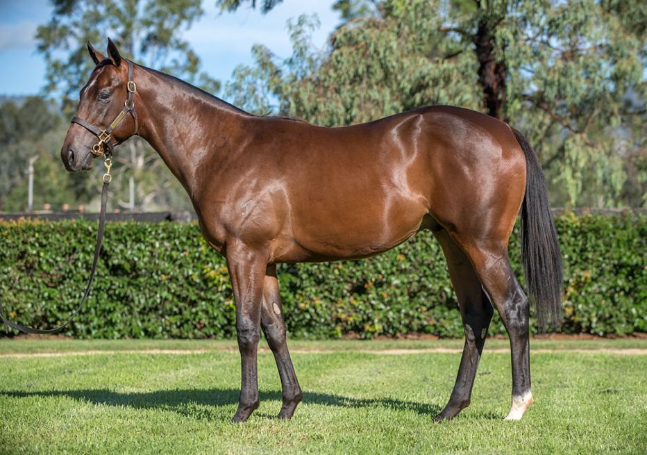 Yarraman Park Raised Snitzel Stallion Wins G2 Caulfield Sprint ...