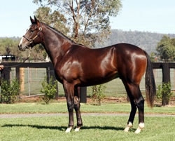 Group One Update for Yarraman Mare