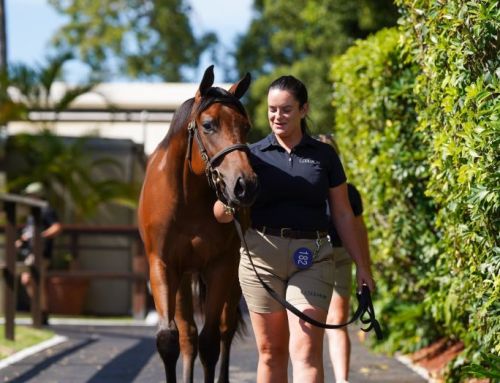 $1.6 million for I Am Invincible filly from Avantage