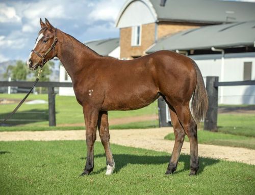 Lot 25: Hellbent x Another Sunday colt