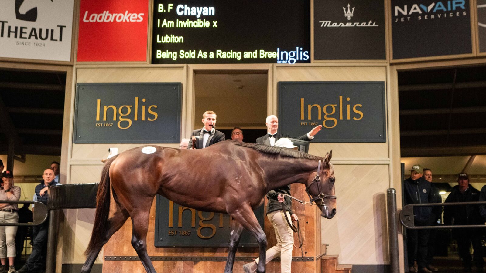 Inglis Chairman’s Star Mares by Yarraman Park Sires 
