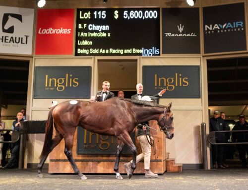 Inglis Chairman’s Star Mares by Yarraman Park Sires 