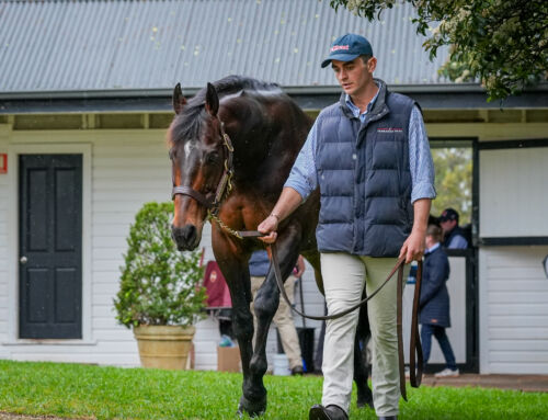 Hellbent 2YO Colt Impressive in Flemington Jumpout