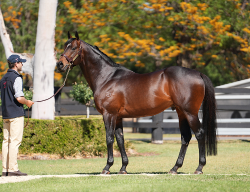 Te Akau unleash debut 2YO winner by Hellbent