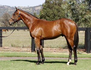 Yarraman Sold Winner in South Africa