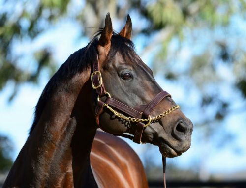 Invincible mare impresses at Moonee Valley